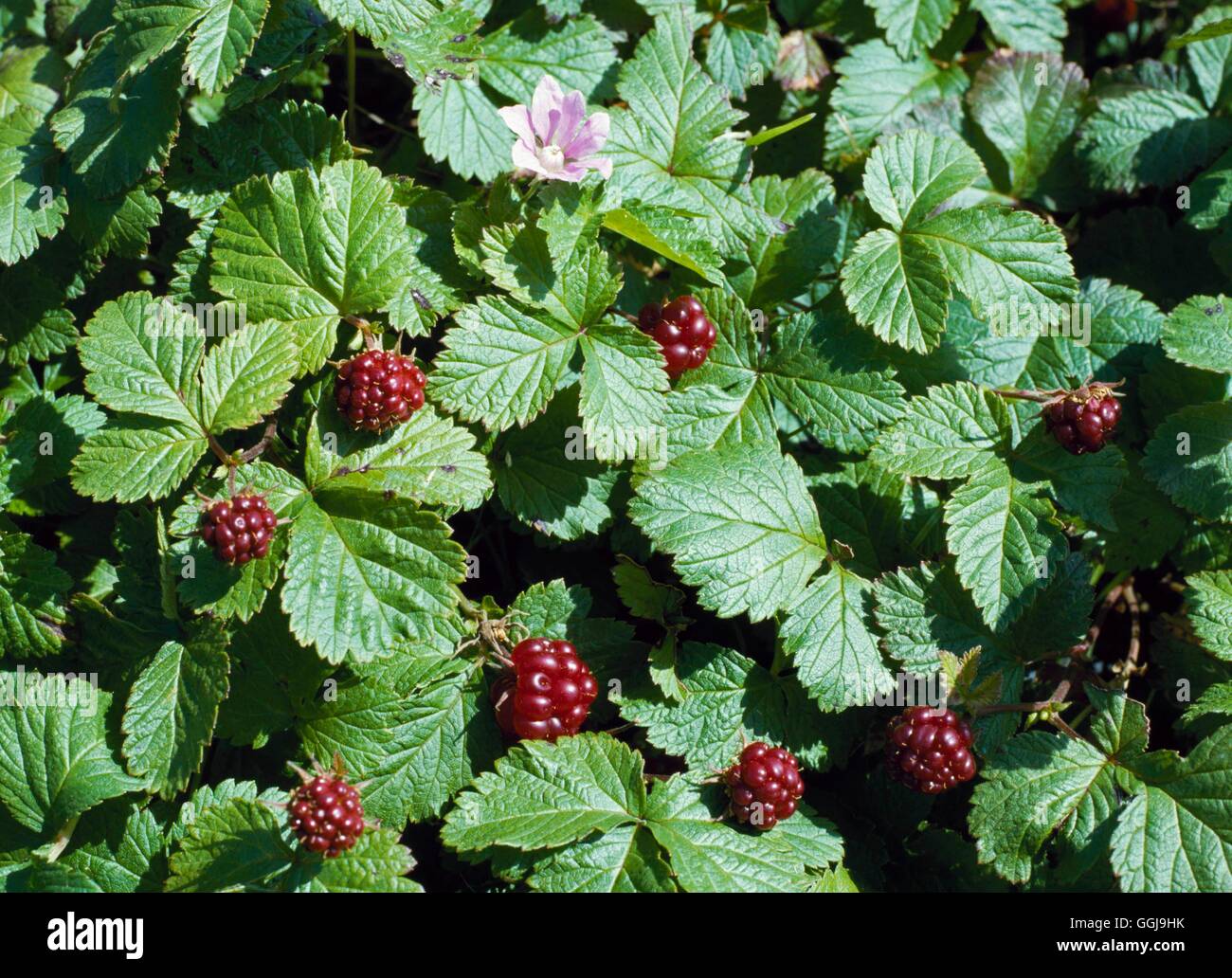 Arctic Bramble - `Sofia' - (HDRA - Organic) (Rubus arcticus)   FRU051076  /Ph Stock Photo